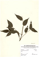 藏品(野鴉椿)的圖片